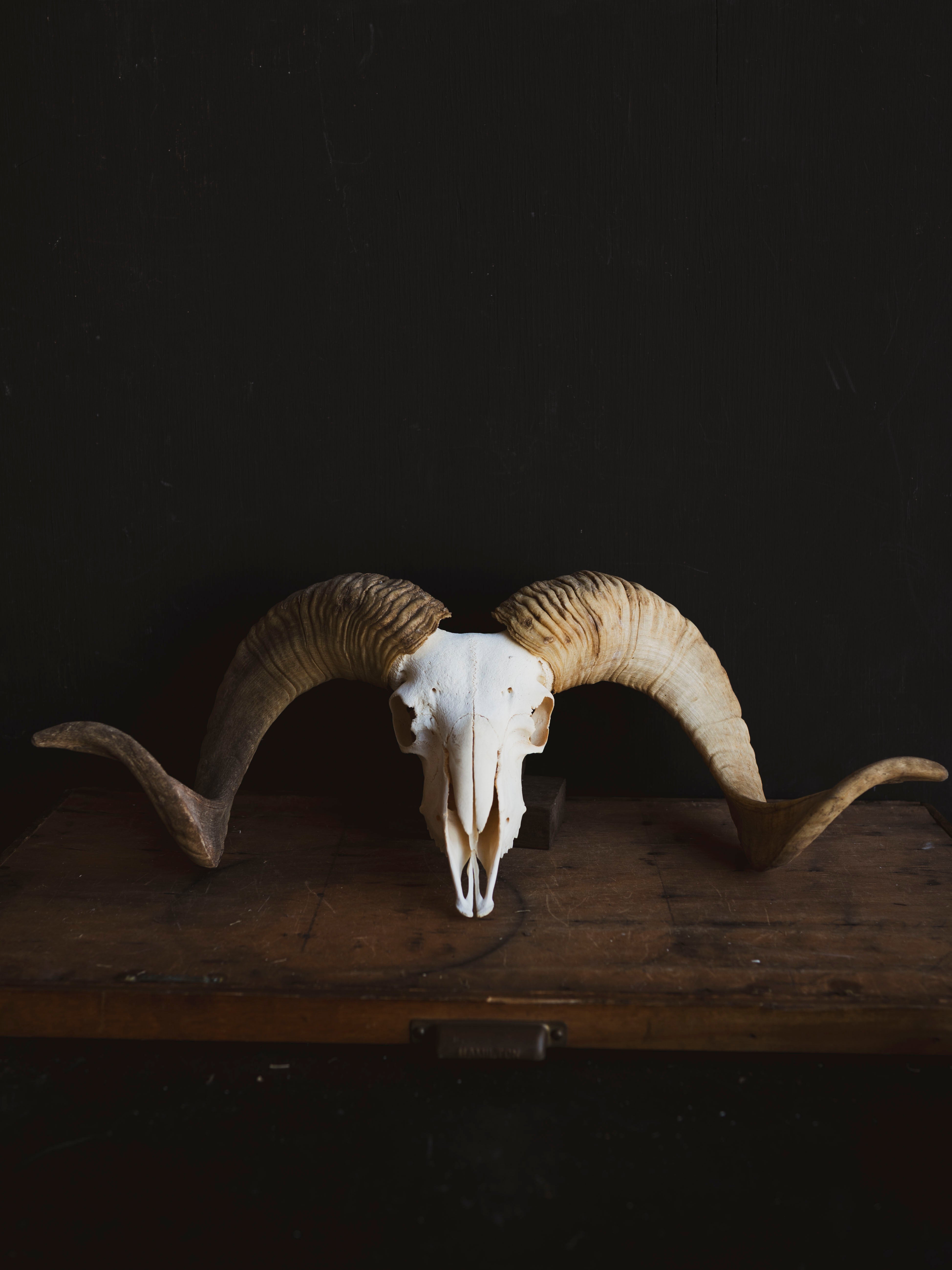 Gute Ram Skull, SB1416