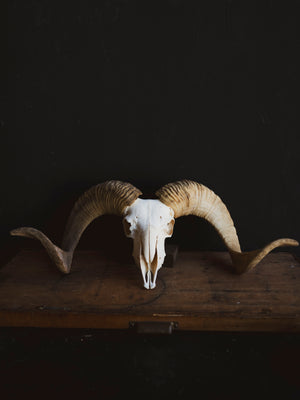 Gute Ram Skull, SB1416