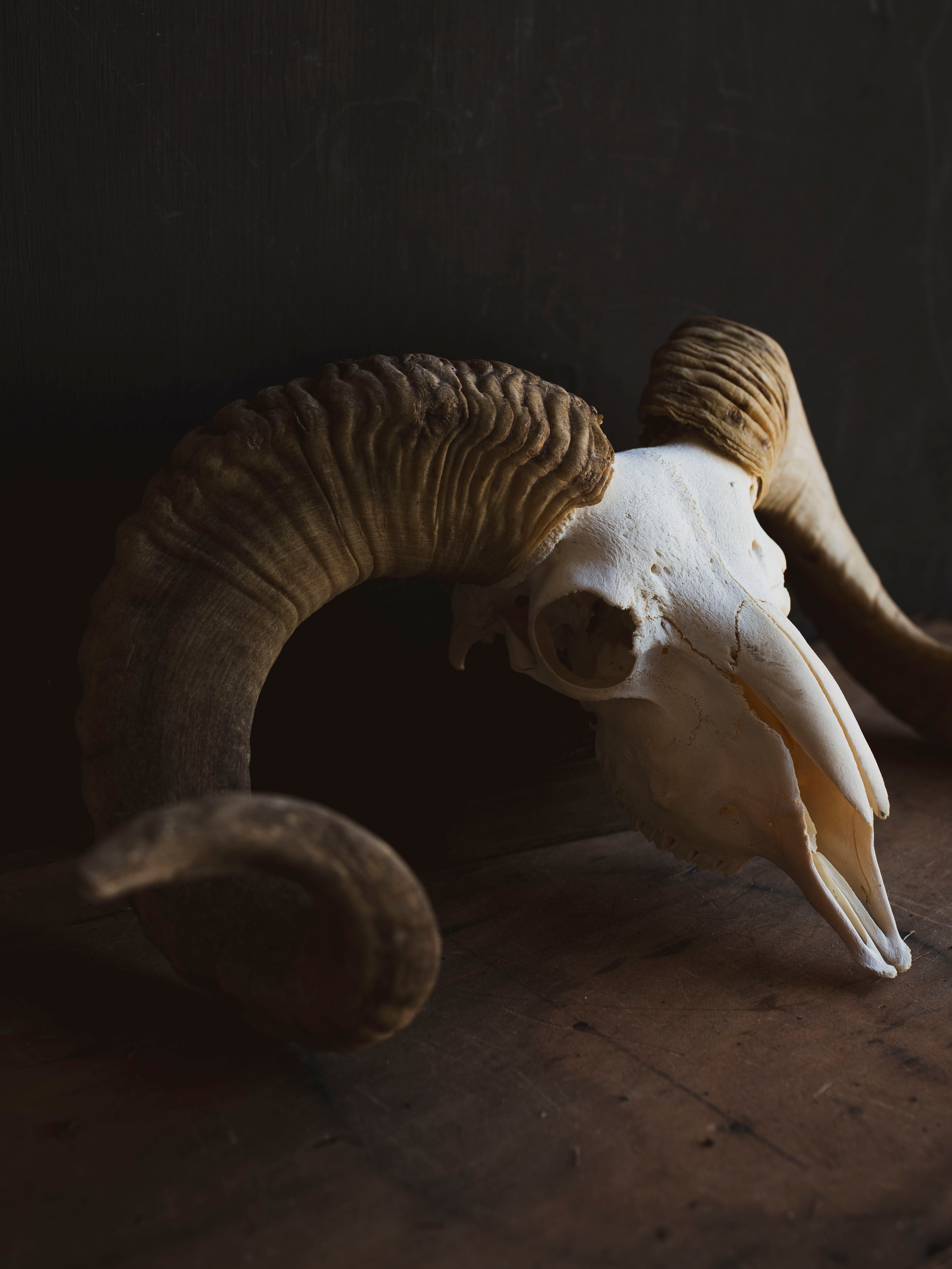 Gute Ram Skull, SB1416
