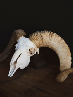 Gute Ram Skull, SB1416