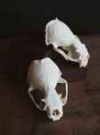 River Otter Skull Top, SB1009