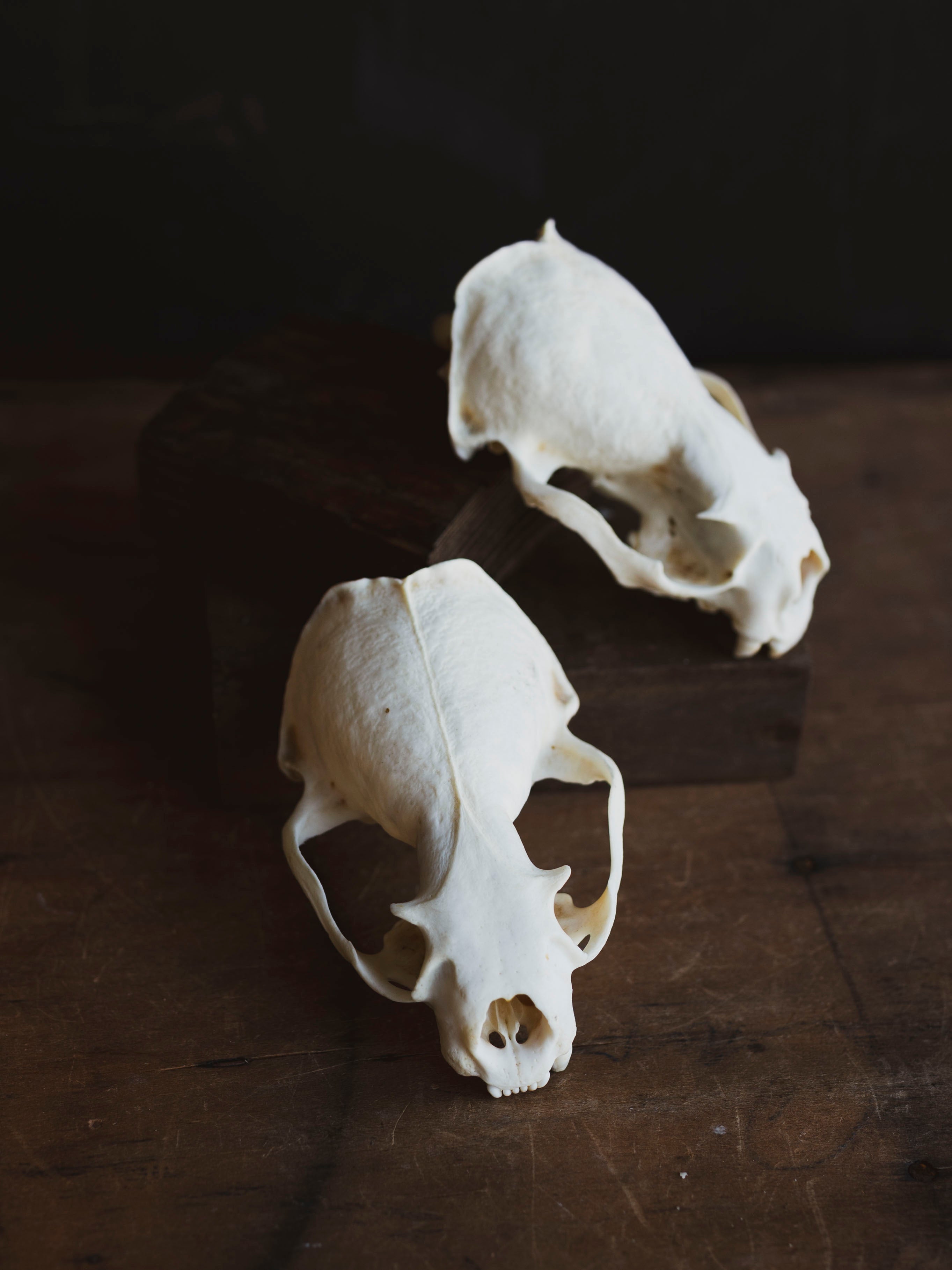River Otter Skull Top, SB1009