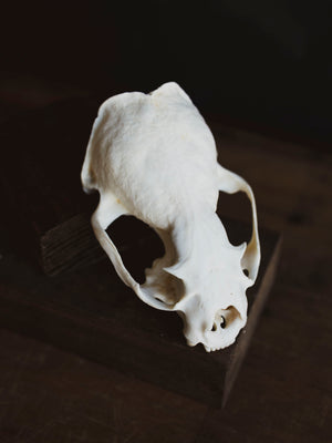 River Otter Skull Top, SB1009