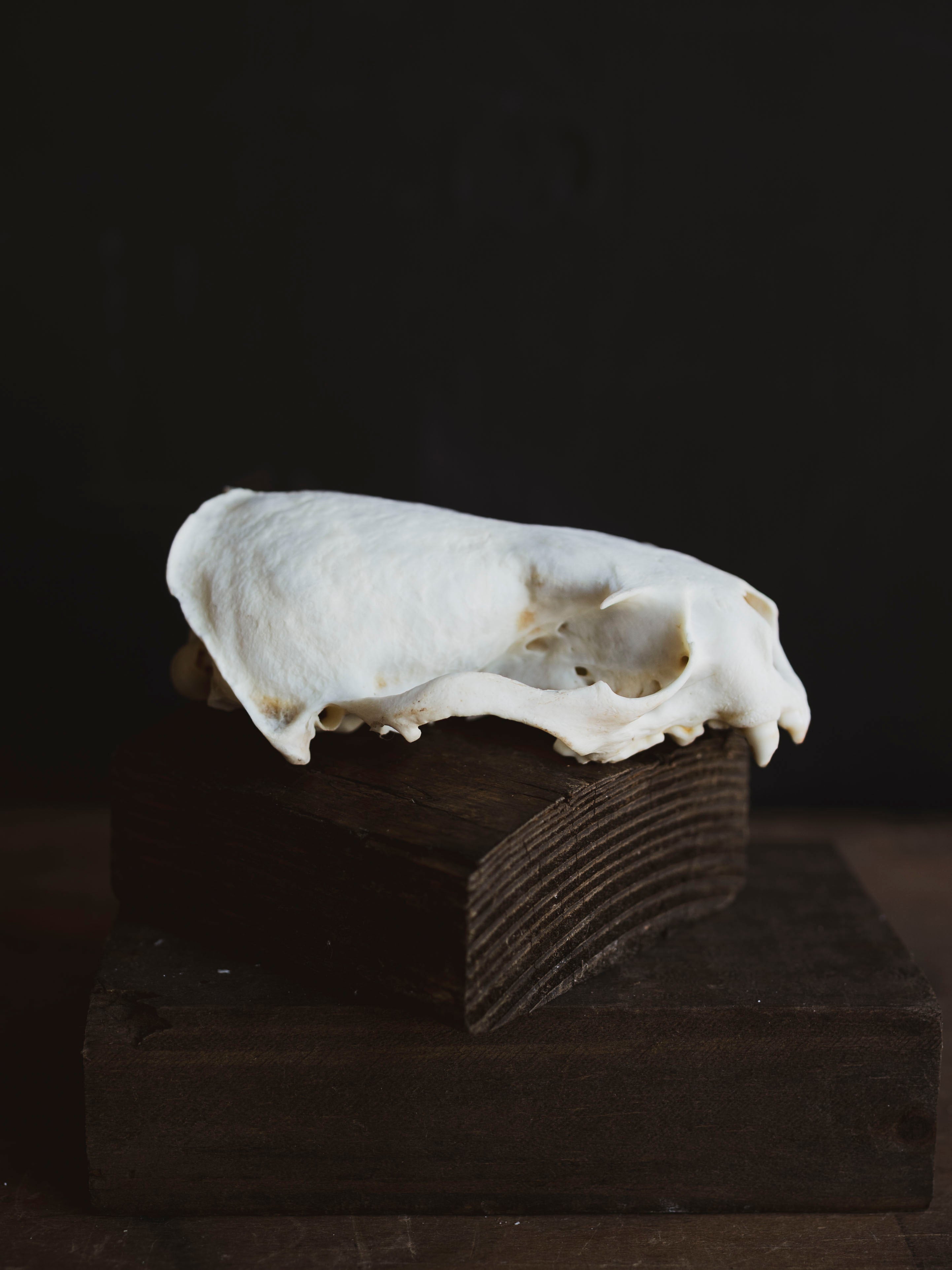 River Otter Skull Top, SB1009