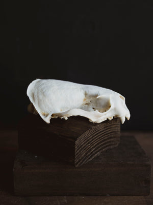 River Otter Skull Top, SB1009