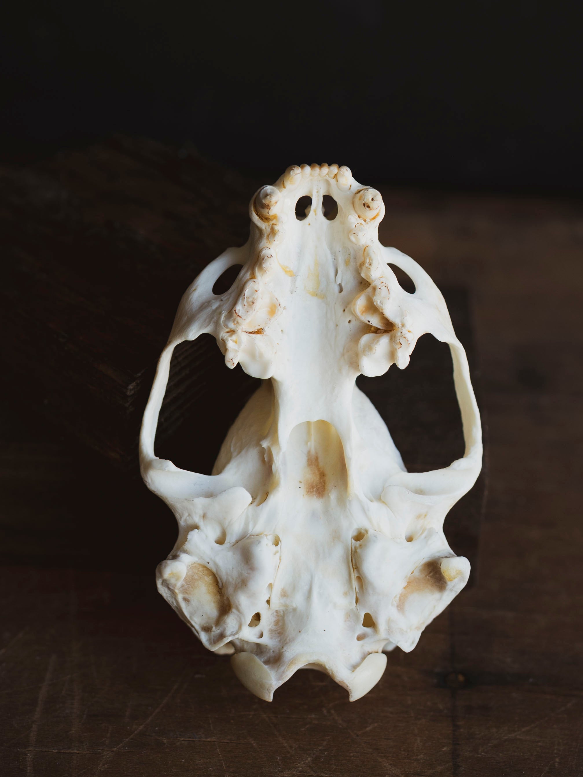 River Otter Skull Top, SB1009