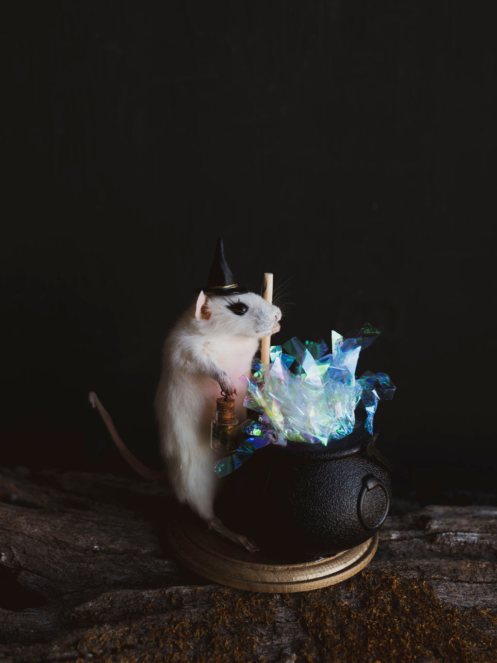 October 26th Witch Rat Taxidermy Class, CE1026