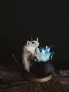 October 26th Witch Rat Taxidermy Class, CE1026