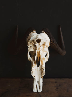 Black Wildebeest Skull, SB317