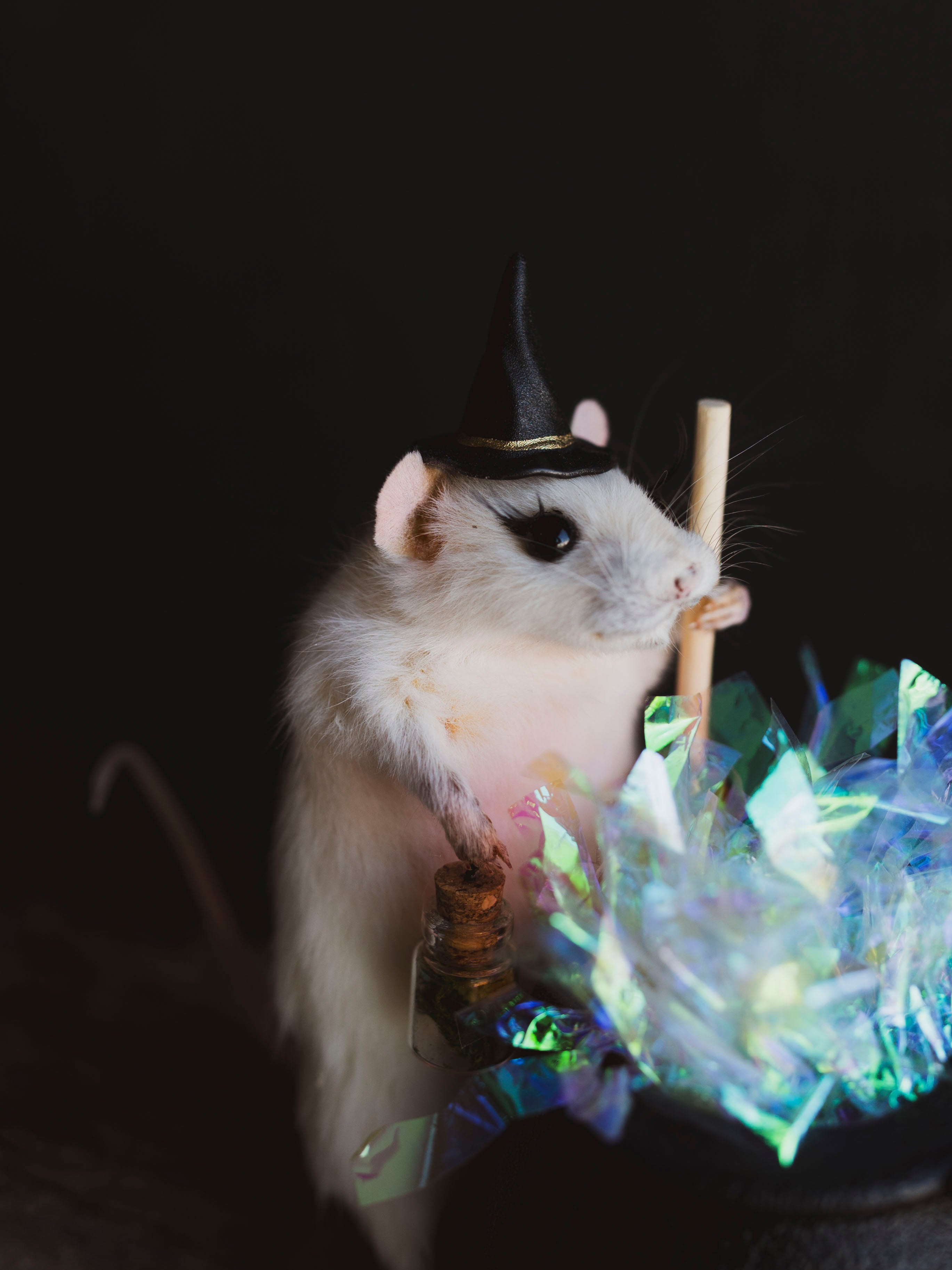 October 26th Witch Rat Taxidermy Class, CE1026