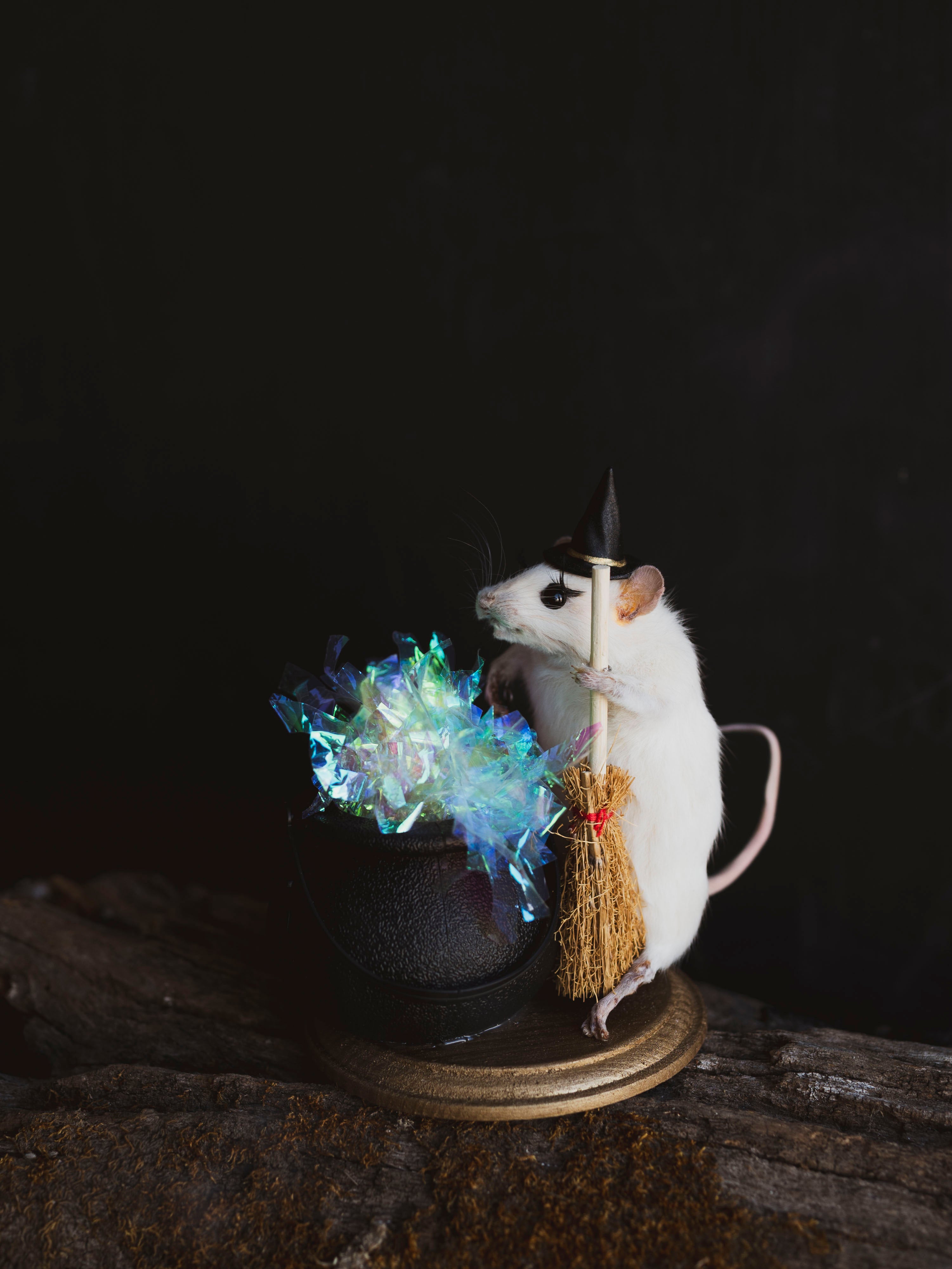 October 26th Witch Rat Taxidermy Class, CE1026
