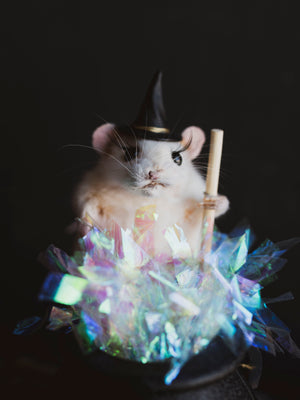 October 26th Witch Rat Taxidermy Class, CE1026