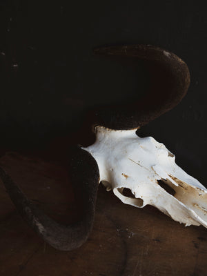 Black Wildebeest Skull, SB317