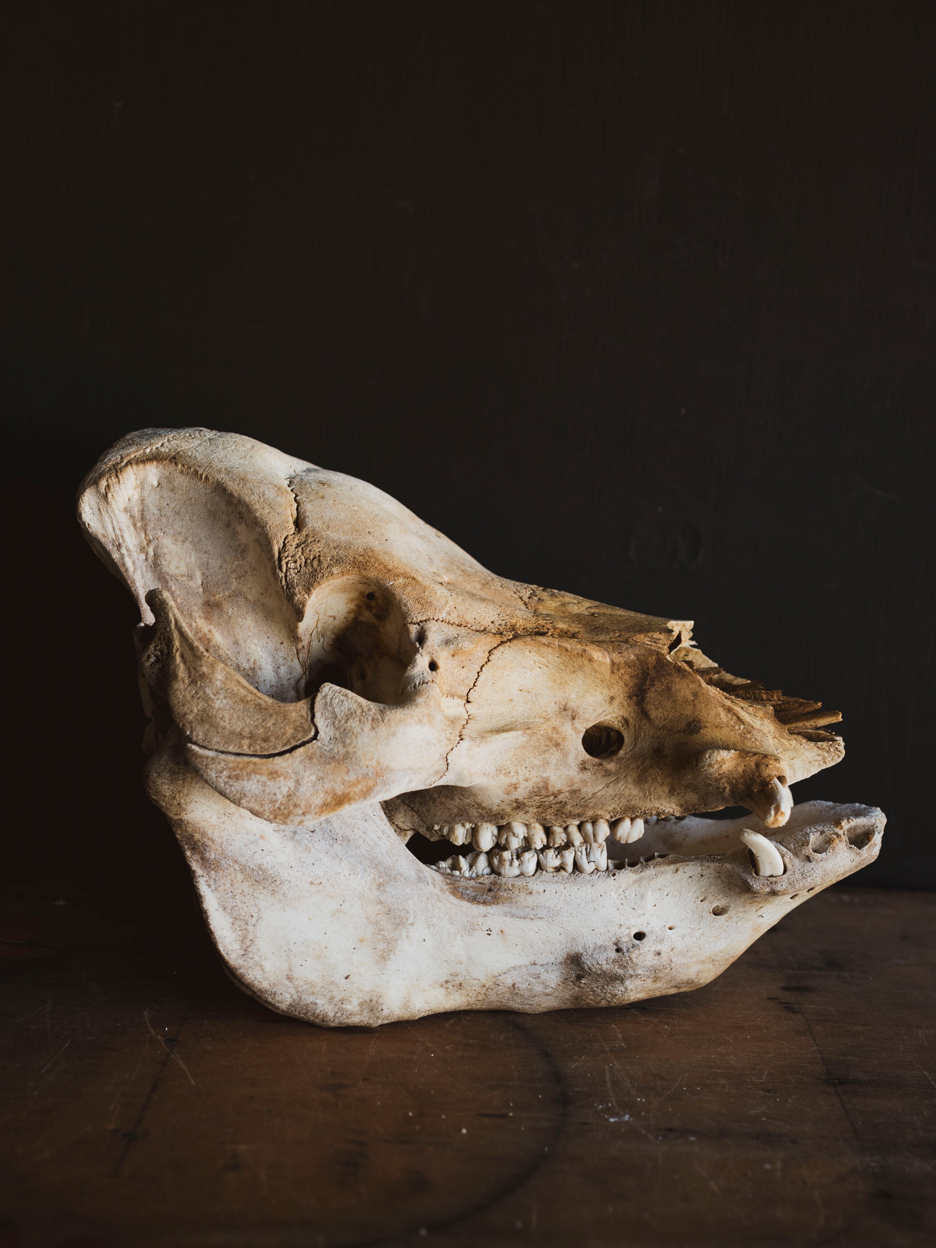 Potbelly Pig Skull, SB1418