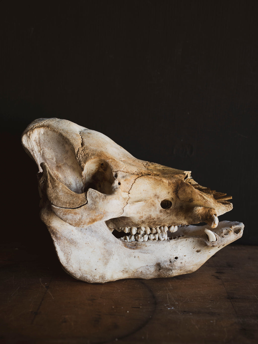 Potbelly Pig Skull, SB1418