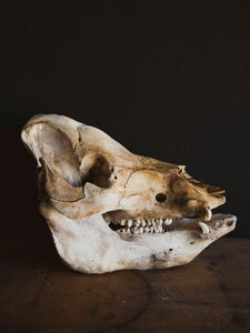 Potbelly Pig Skull, SB1418