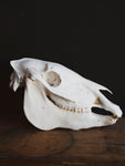 Zebra Skull, SB1417