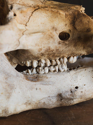 Potbelly Pig Skull, SB1418