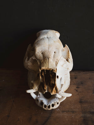 Potbelly Pig Skull, SB1418