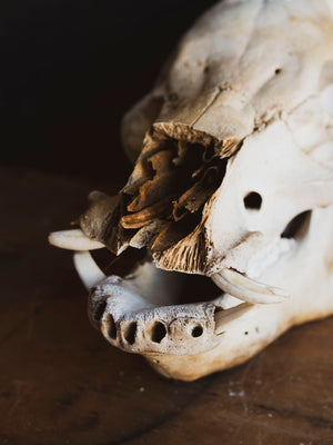 Potbelly Pig Skull, SB1418