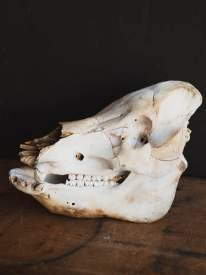 Potbelly Pig Skull, SB1418