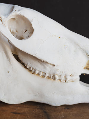 Zebra Skull, SB1417