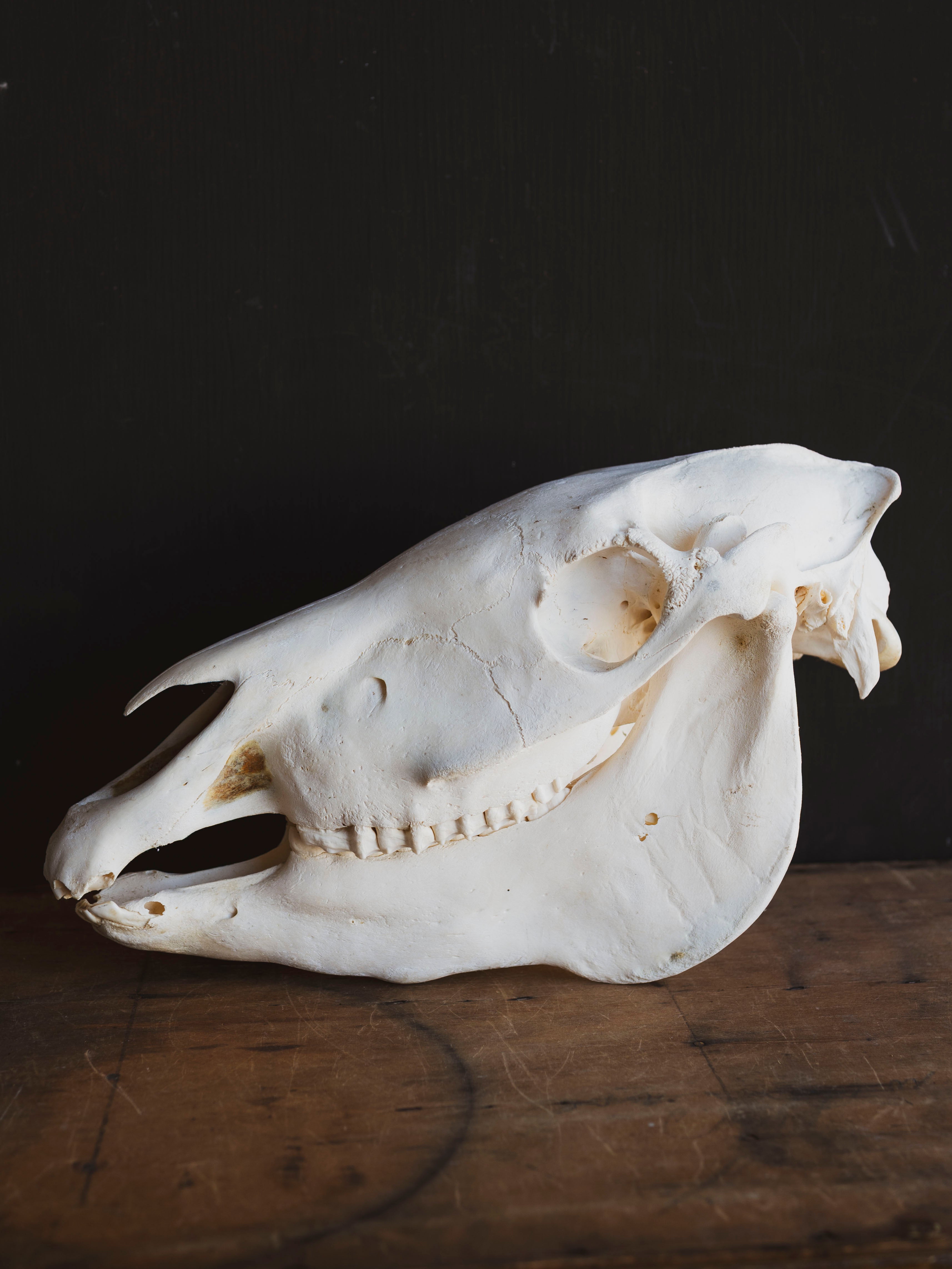 Zebra Skull, SB1417