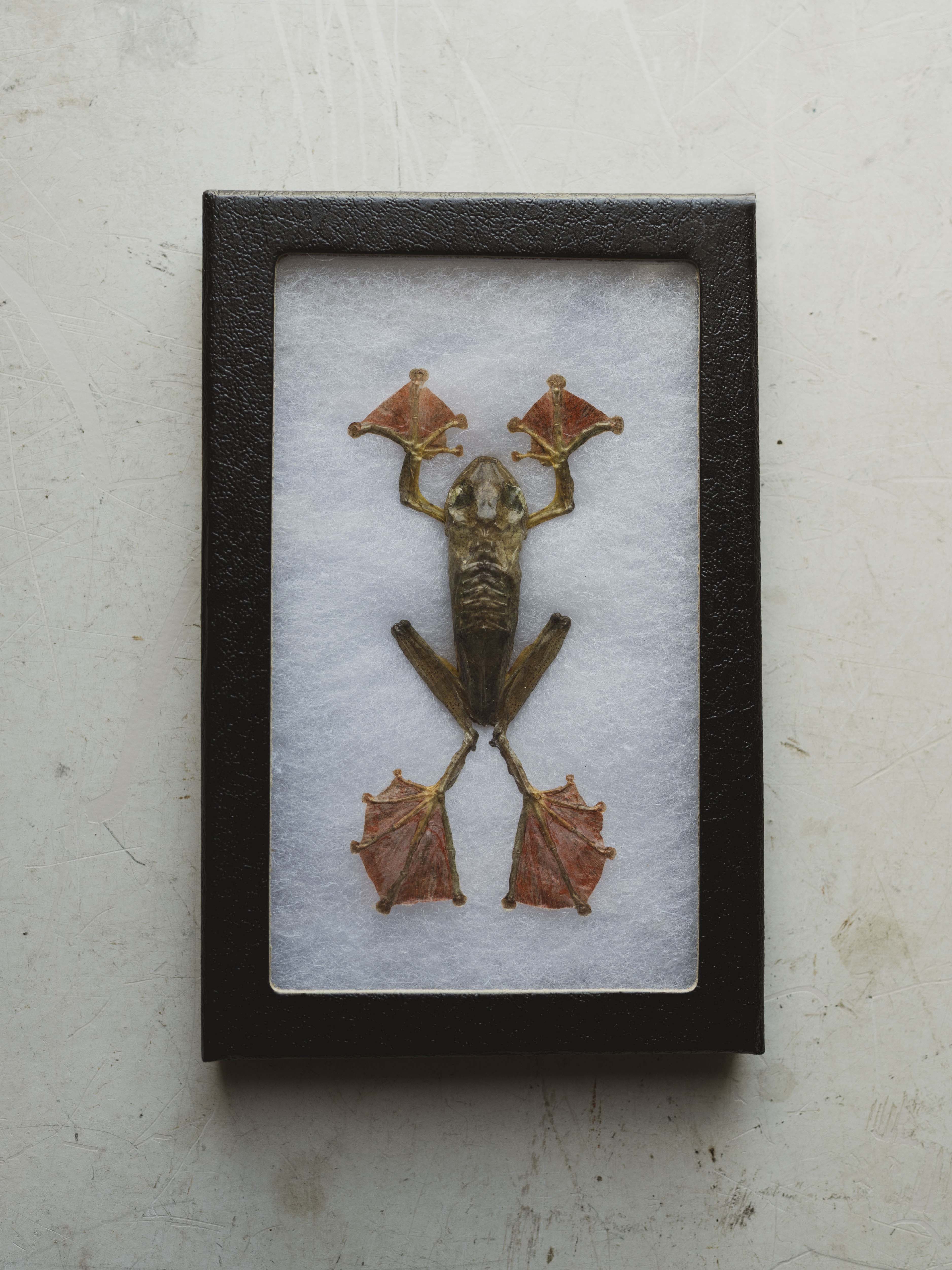 Framed Ryker Box Harlequin Tree Frog, PS35
