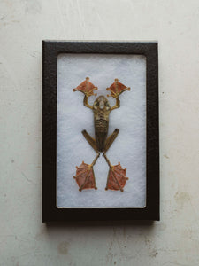 Framed Ryker Box Harlequin Tree Frog, PS35