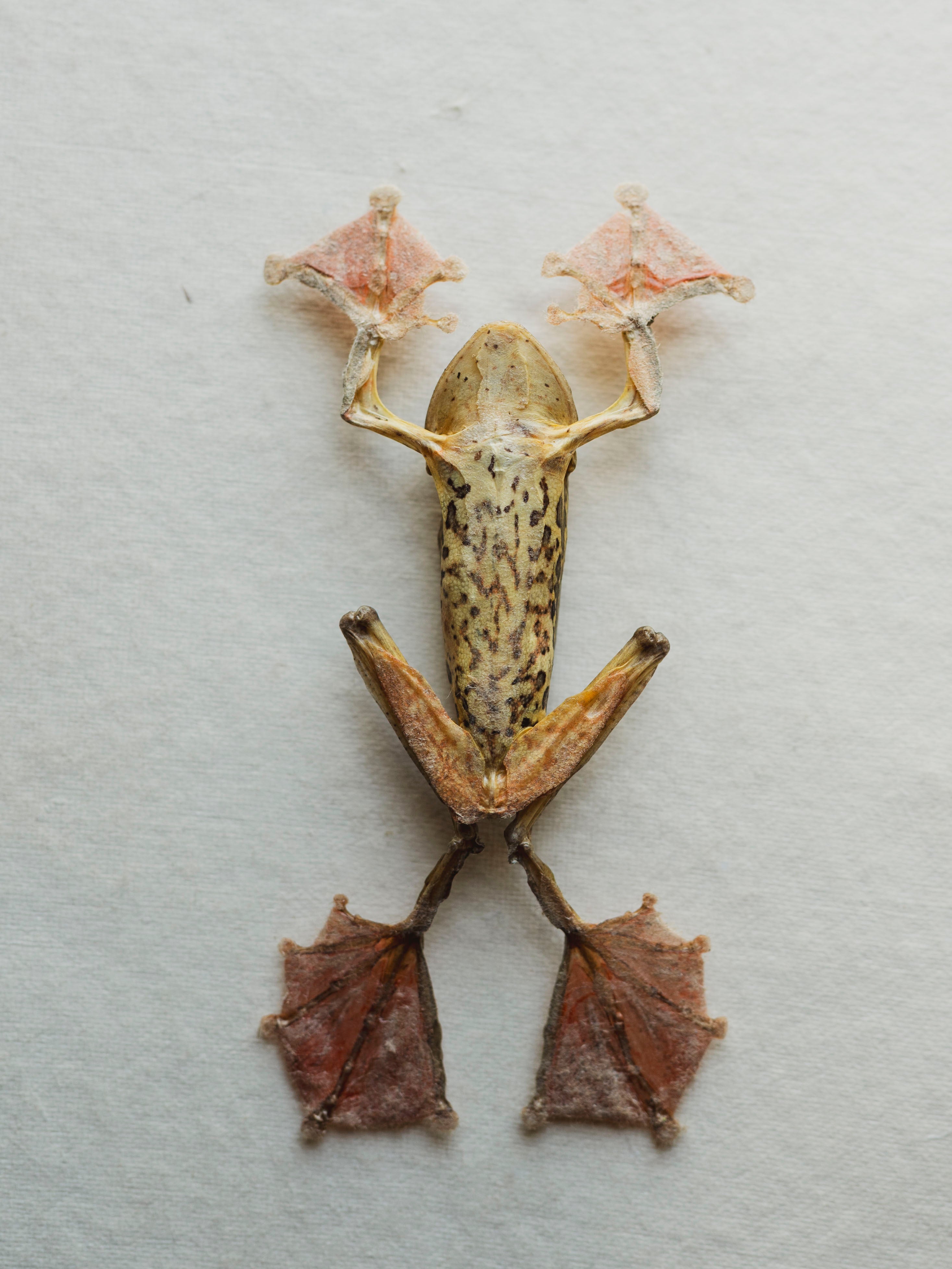 Framed Ryker Box Harlequin Tree Frog, PS35