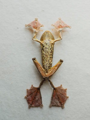 Framed Ryker Box Harlequin Tree Frog, PS35