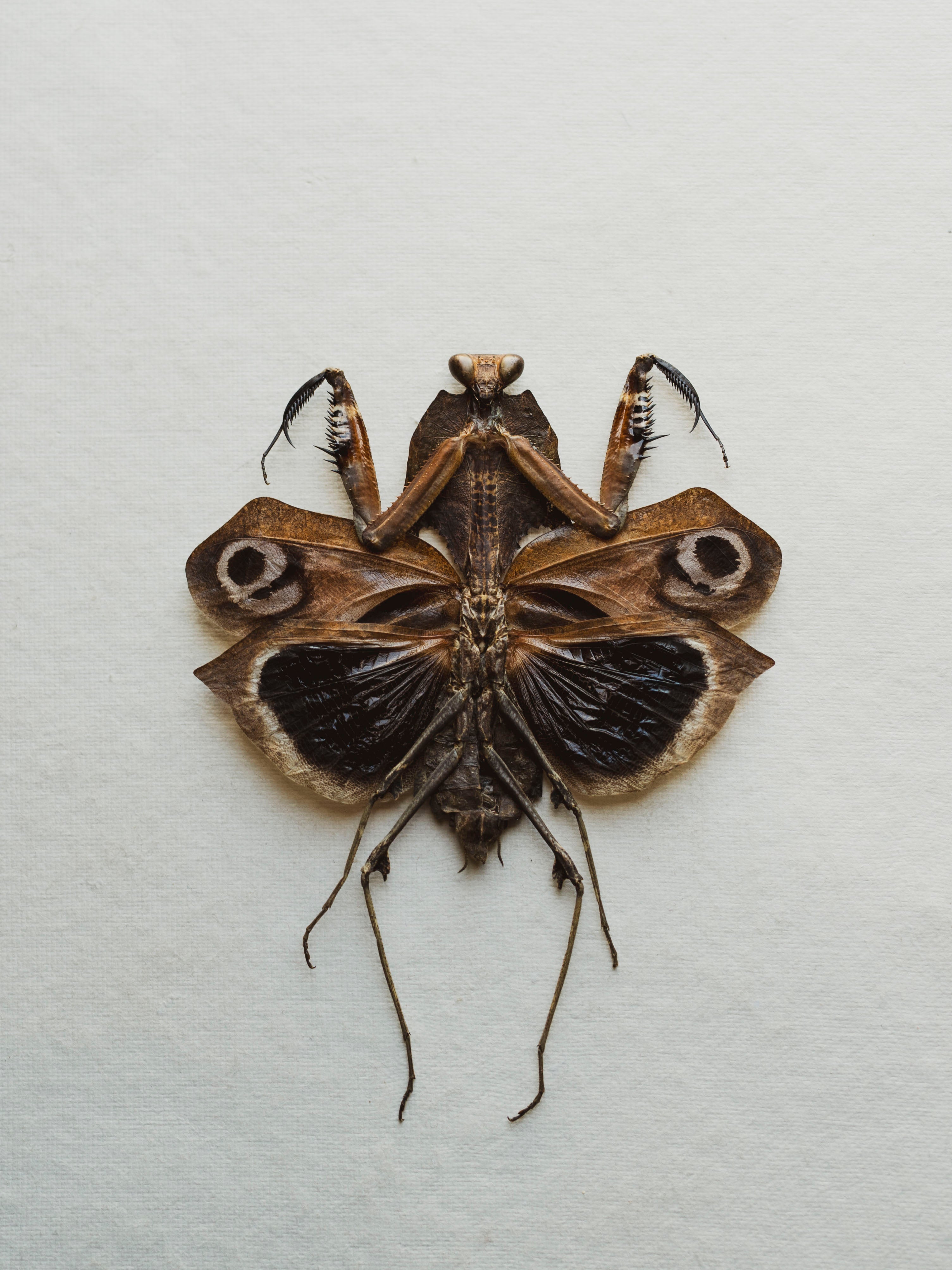 Framed Ryker Box Giant Dead Leaf Mantis, IN333