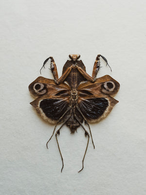 Framed Ryker Box Giant Dead Leaf Mantis, IN333