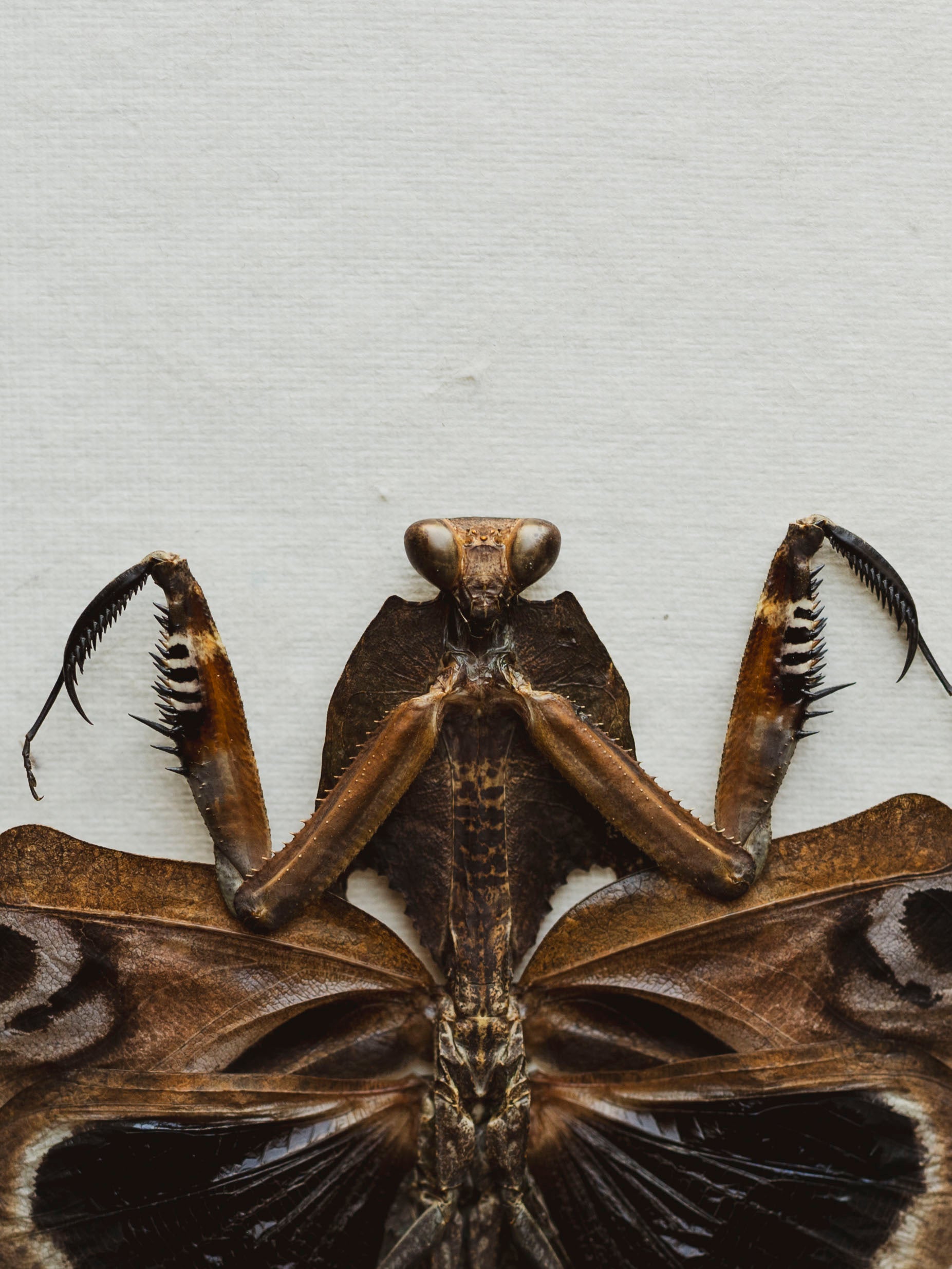 Framed Ryker Box Giant Dead Leaf Mantis, IN333