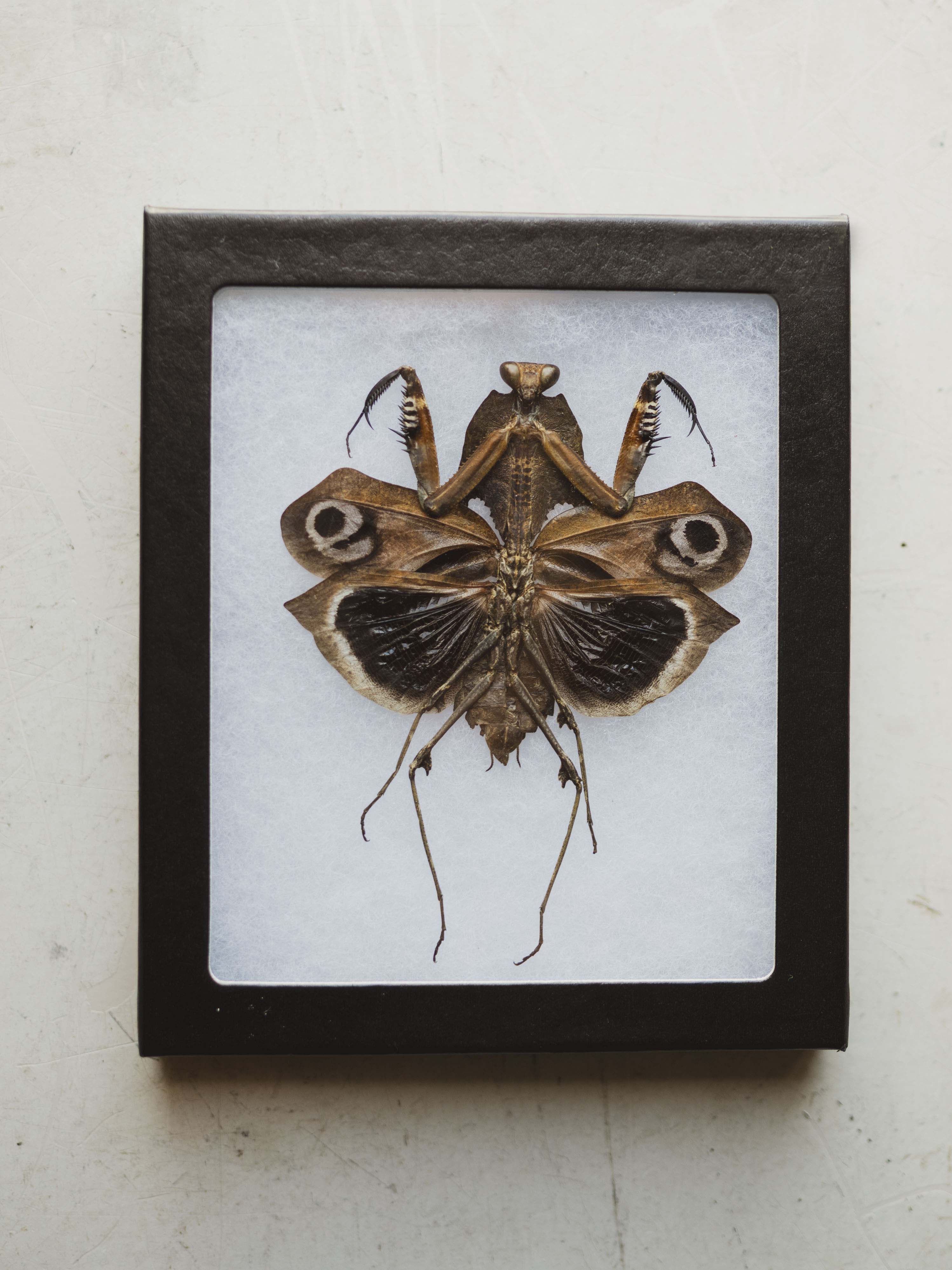 Framed Ryker Box Giant Dead Leaf Mantis, IN333