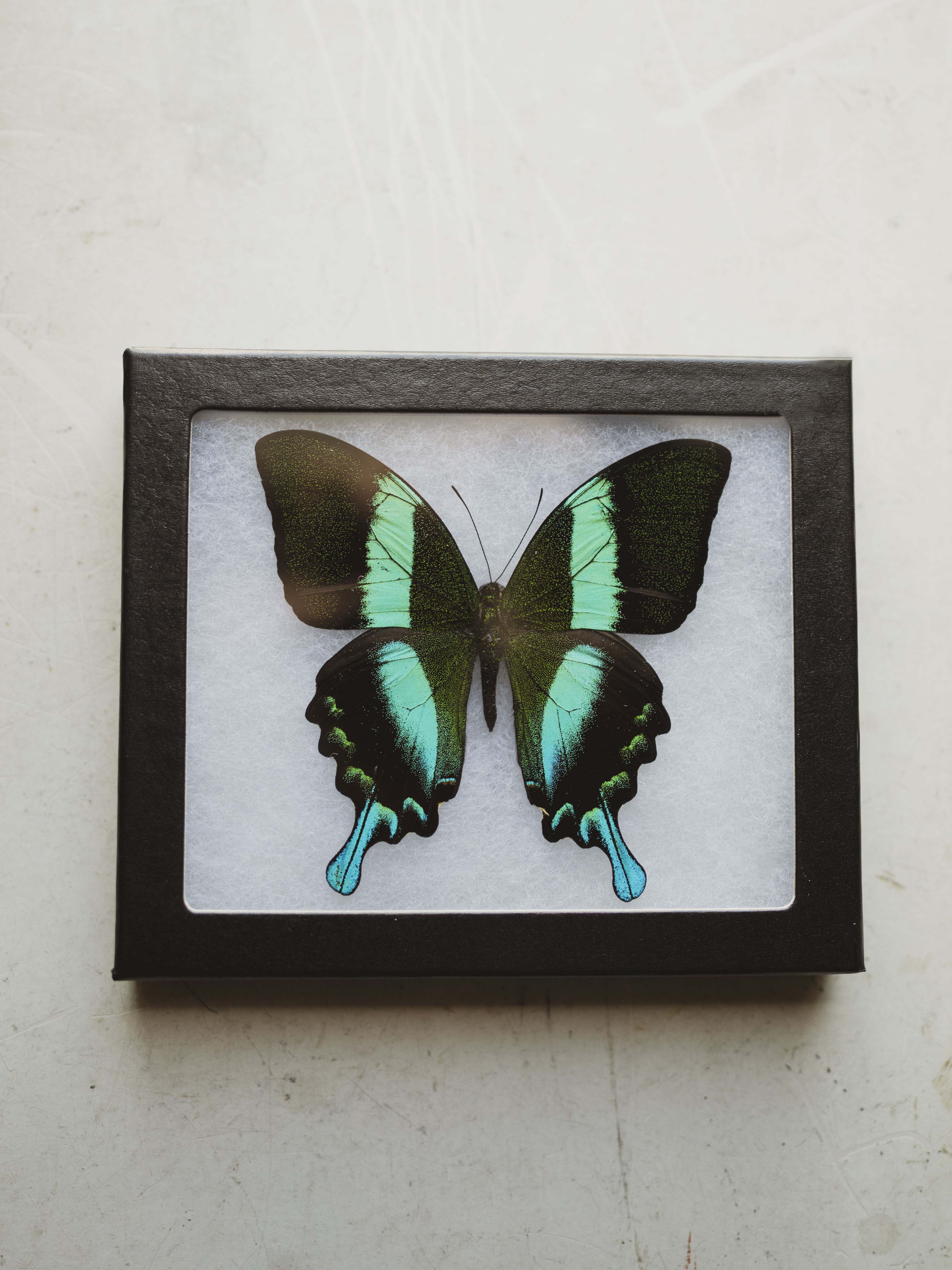 Framed Ryker Box Peacock Swallowtail Butterfly, IN326