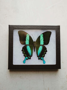 Framed Ryker Box Peacock Swallowtail Butterfly, IN326