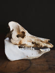 Potbelly Pig Skull, SB1419