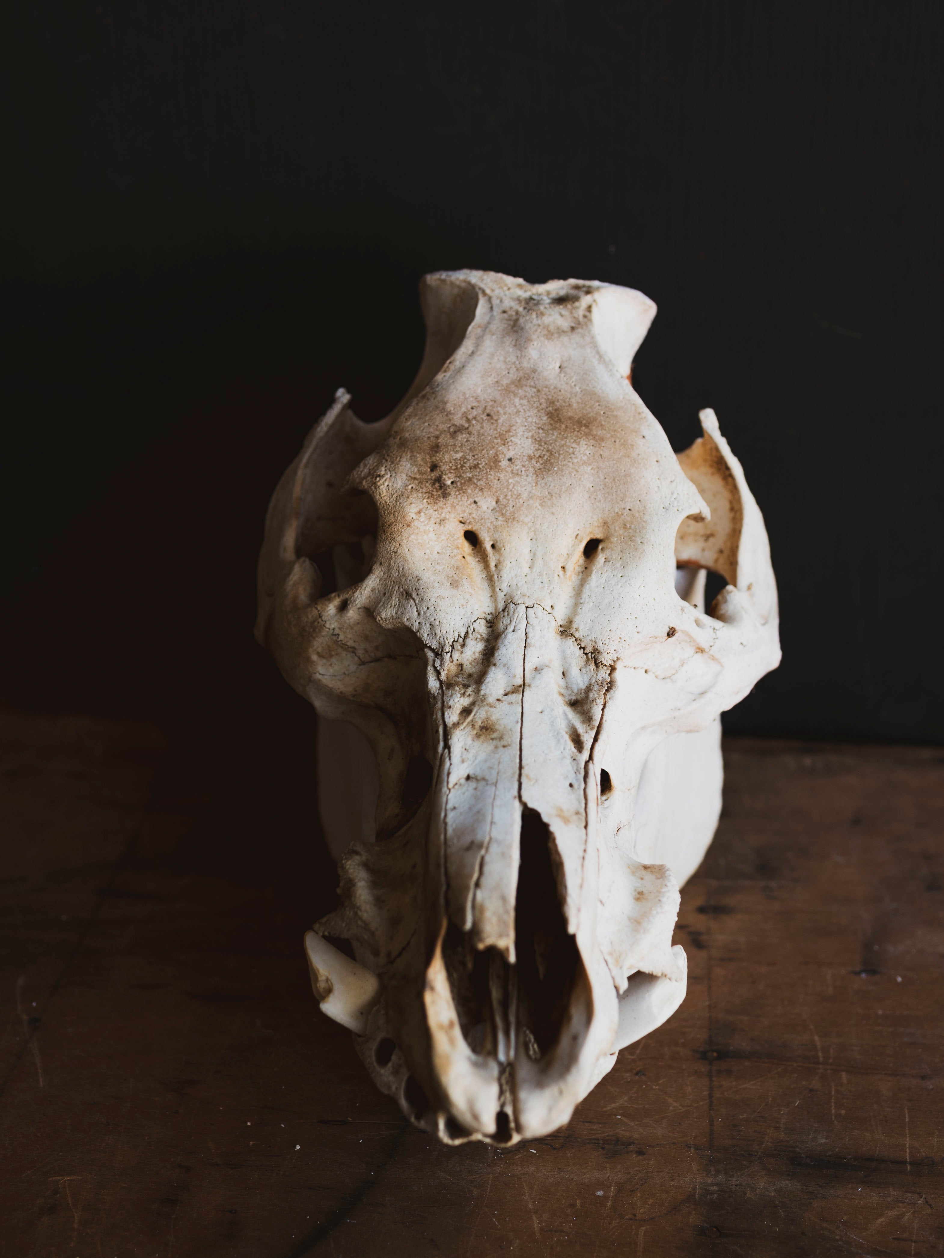 Potbelly Pig Skull, SB1419