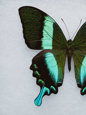 Framed Ryker Box Peacock Swallowtail Butterfly, IN326