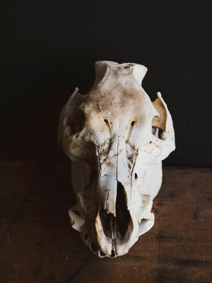 Potbelly Pig Skull, SB1419