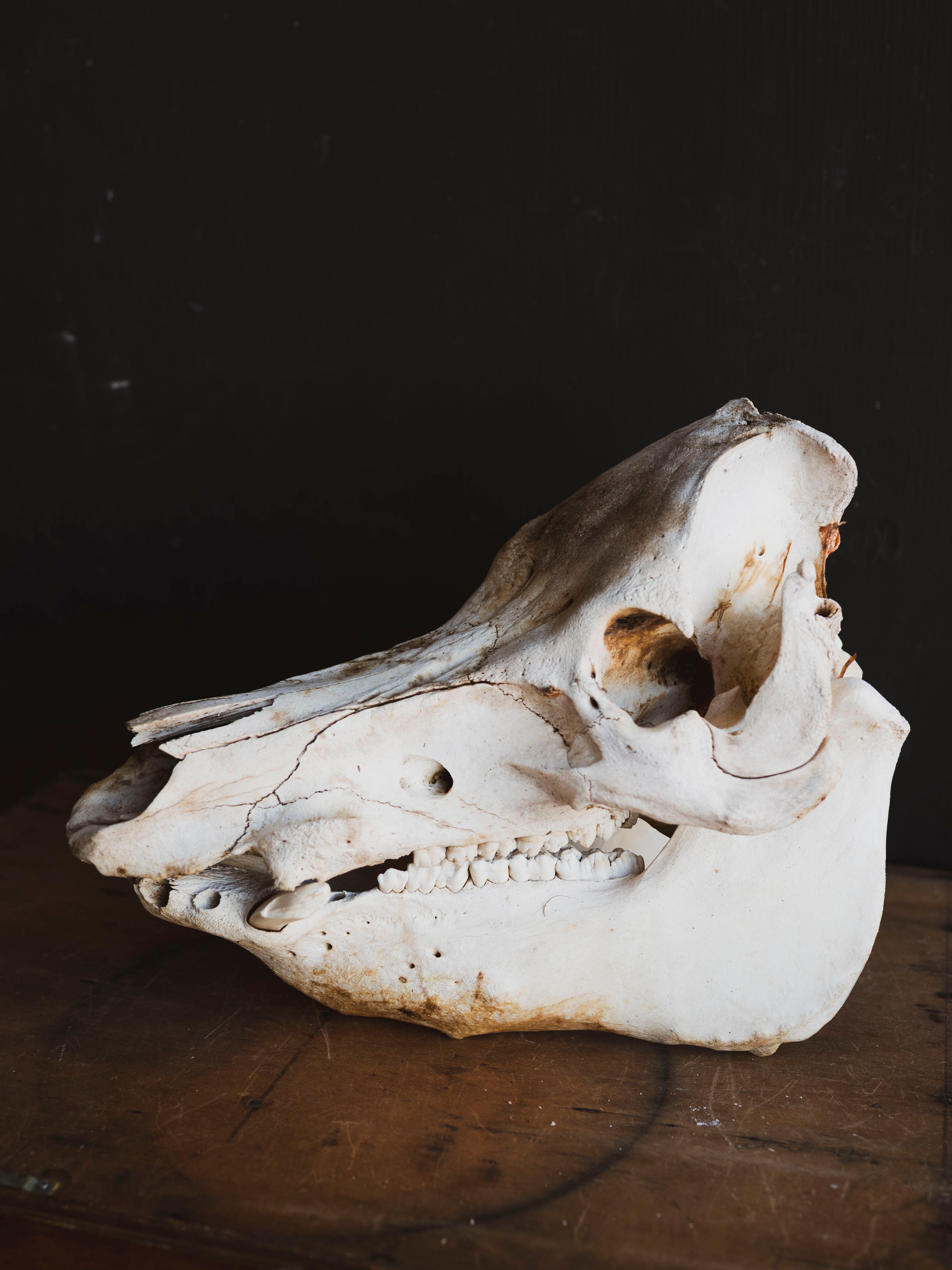 Potbelly Pig Skull, SB1419