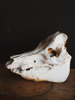 Potbelly Pig Skull, SB1419