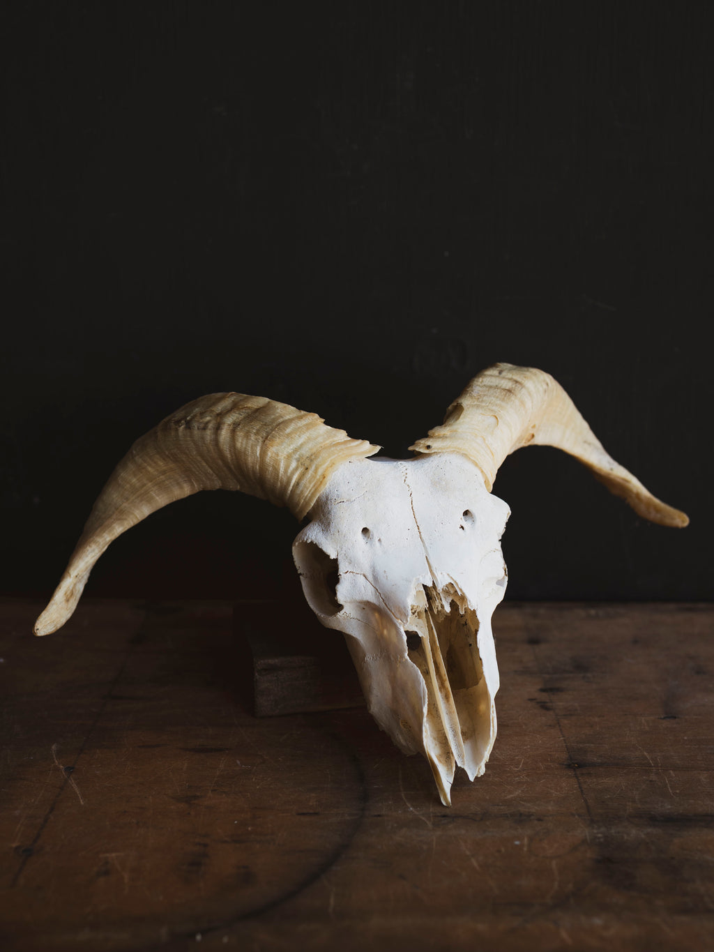 Wiltshire Sheep Skull, SB1415