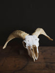 Wiltshire Sheep Skull, SB1415