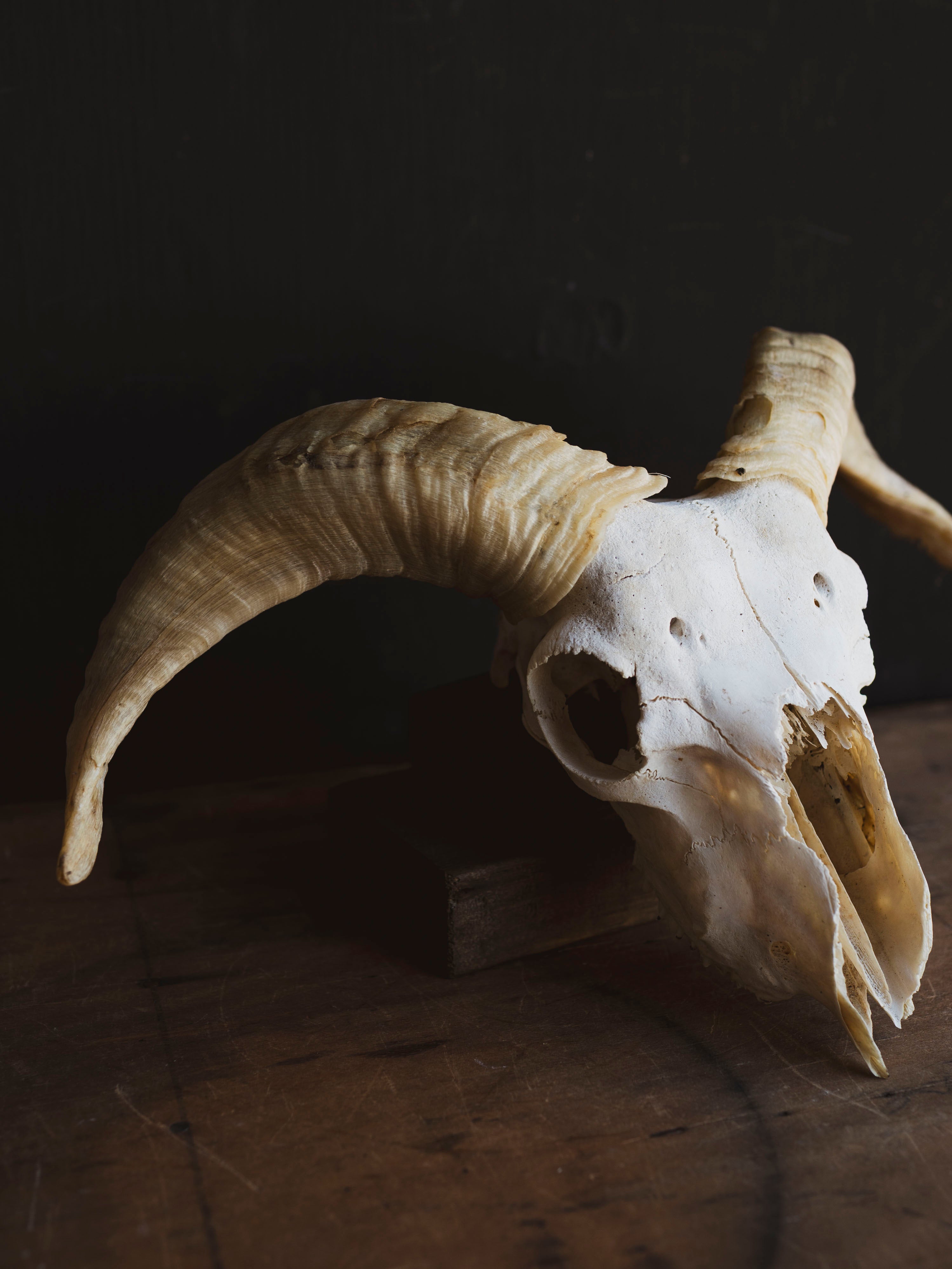 Wiltshire Sheep Skull, SB1415