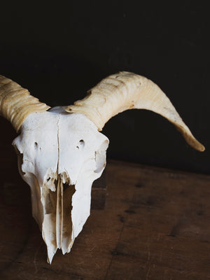 Wiltshire Sheep Skull, SB1415