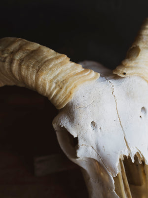Wiltshire Sheep Skull, SB1415