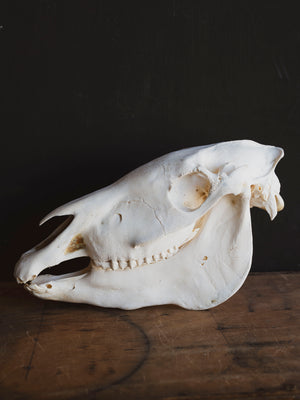 Zebra Skull, SB1417