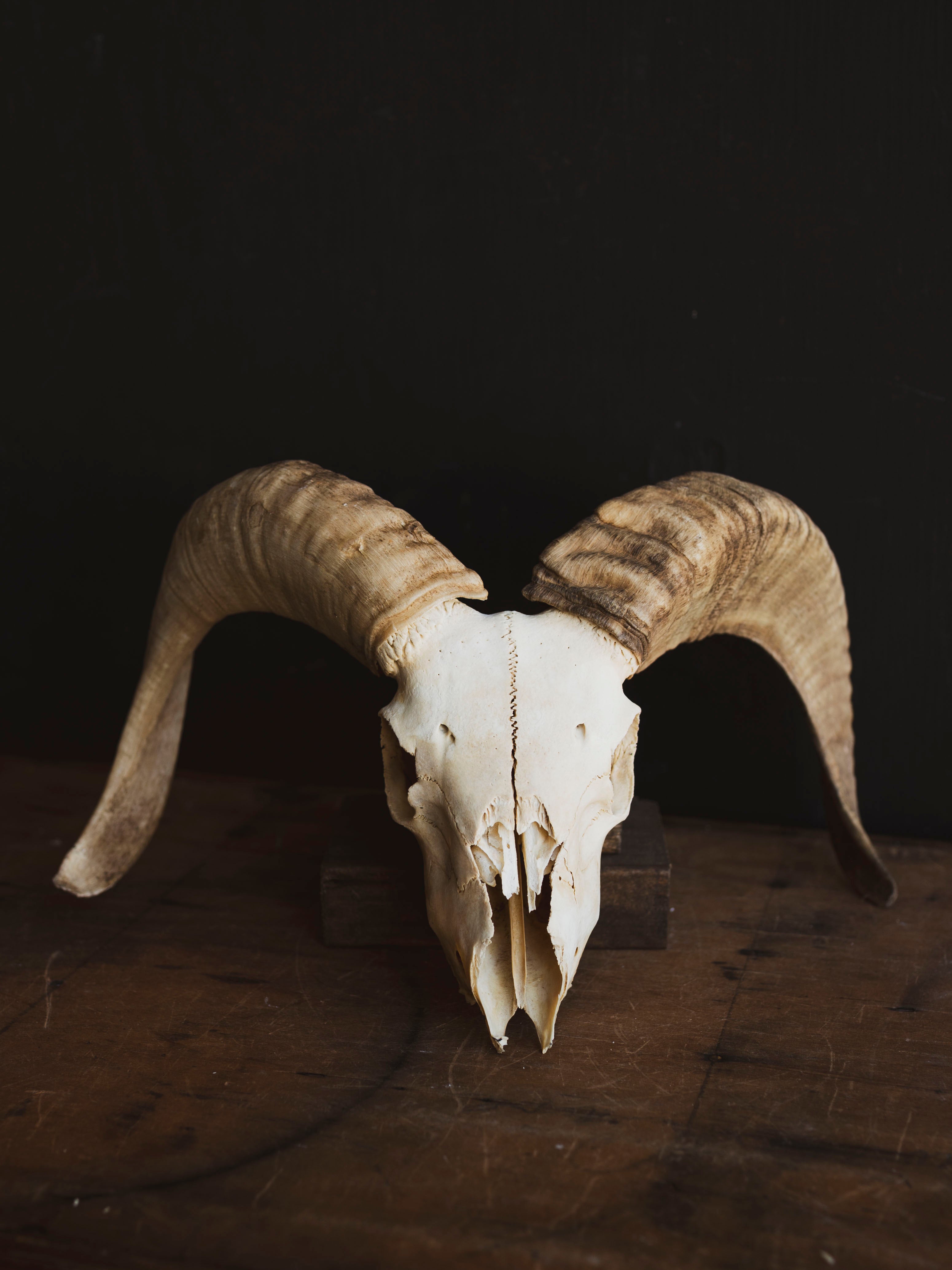 Dorset Horn Sheep Skull, SB1413